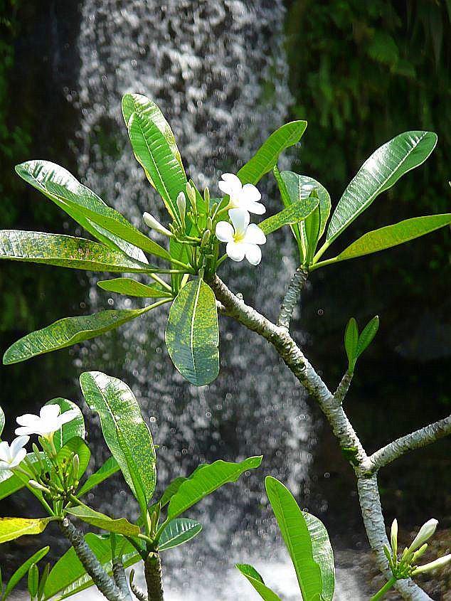 franjipani a vodopd