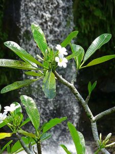 franjipani a vodopd