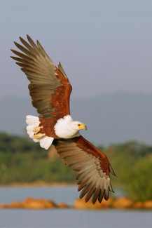AFRICAN FISH EAGLE ad63