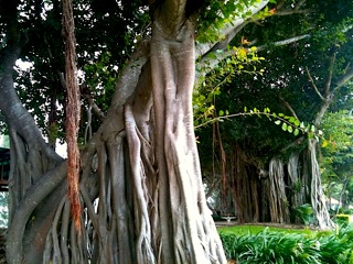 PICNIC BAY FIG TREE ad70