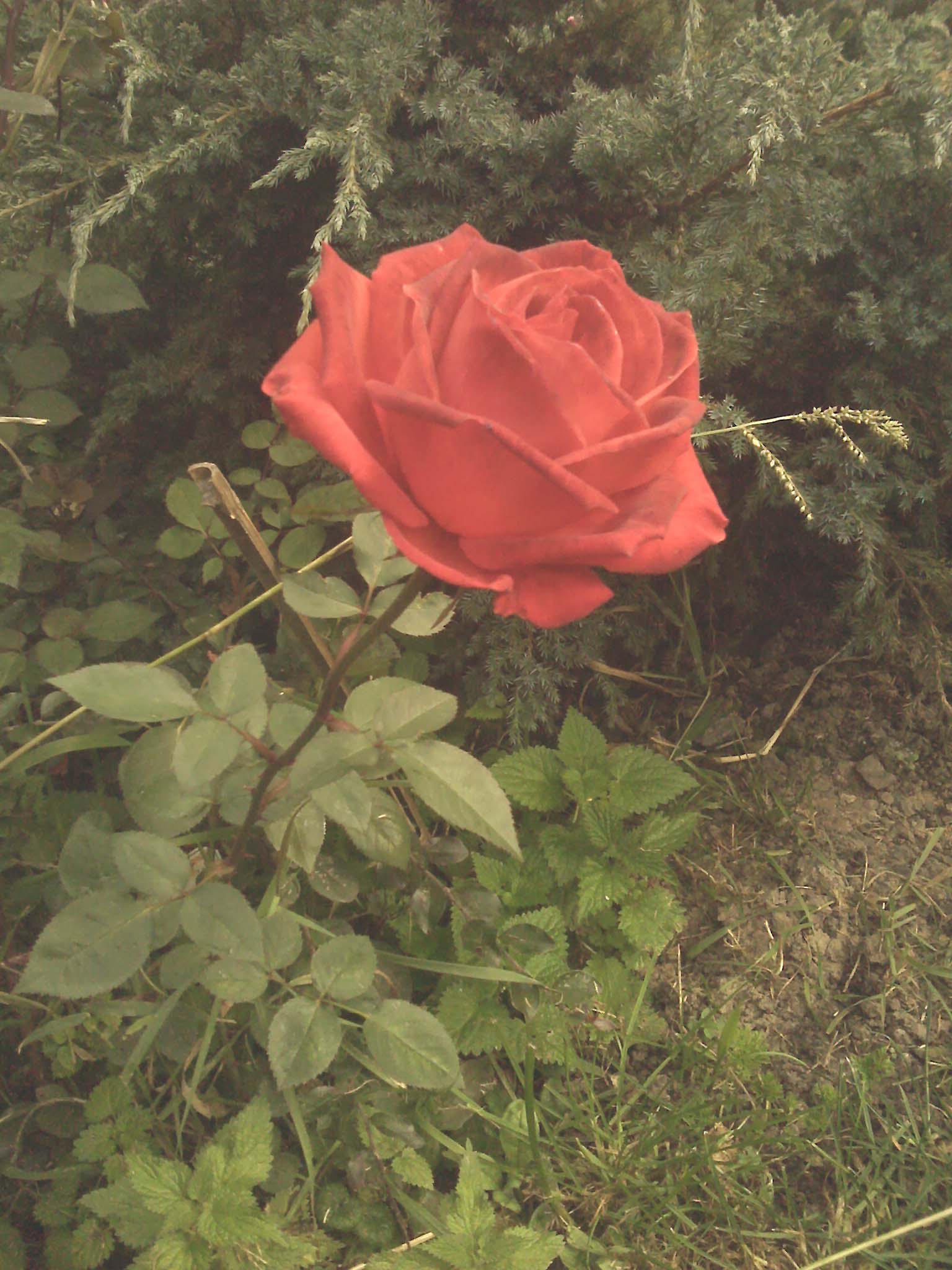 pamet srdce