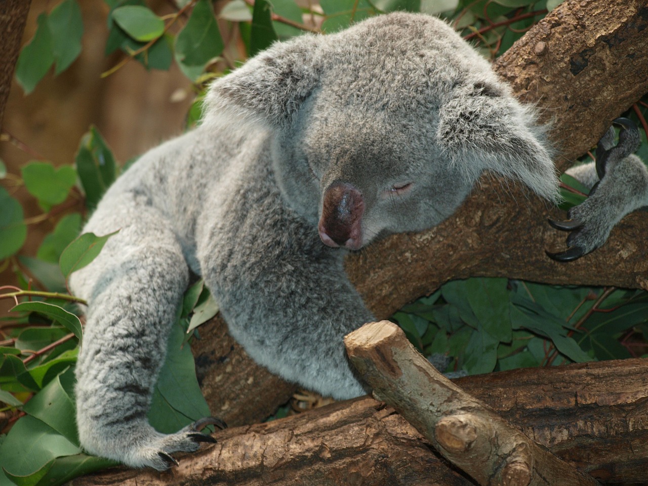 koala-bear-9960 1280